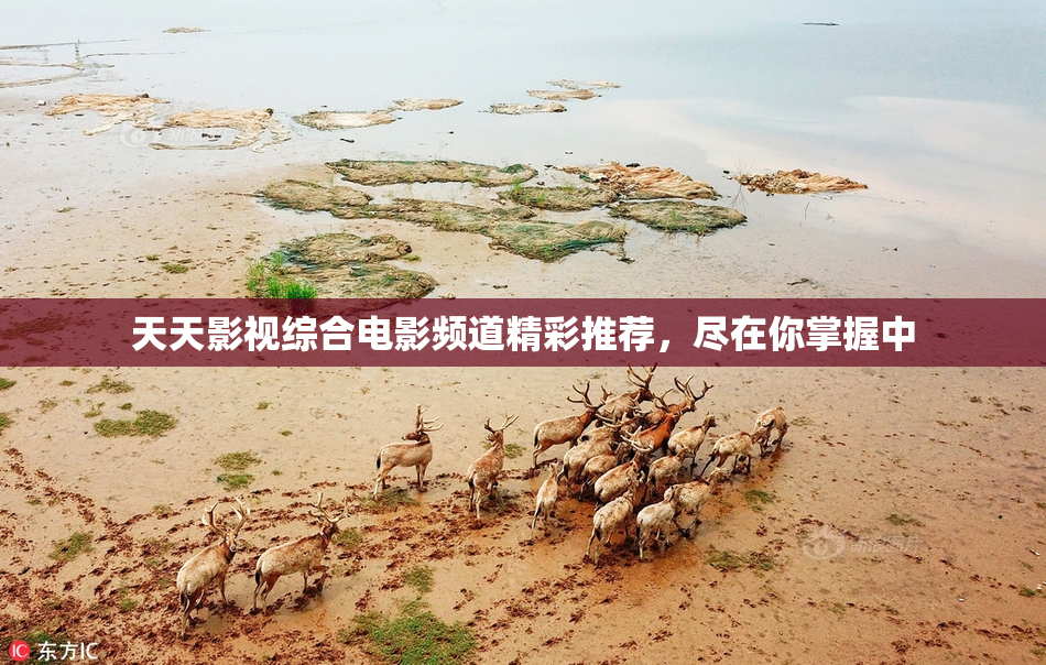 天天影视综合电影频道精彩推荐，尽在你掌握中