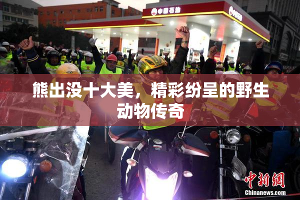熊出没十大美，精彩纷呈的野生动物传奇