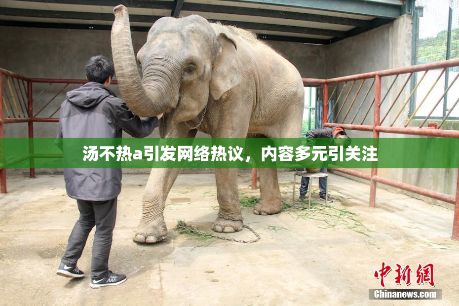 汤不热a引发网络热议，内容多元引关注