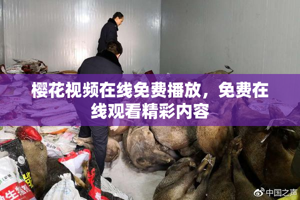 樱花视频在线免费播放，免费在线观看精彩内容