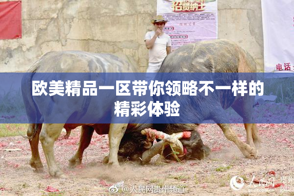 欧美精品一区带你领略不一样的精彩体验
