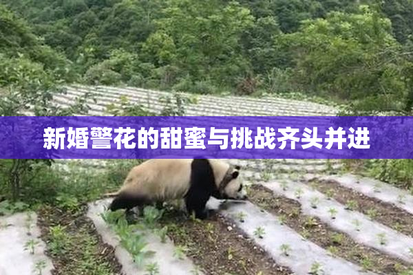 新婚警花的甜蜜与挑战齐头并进
