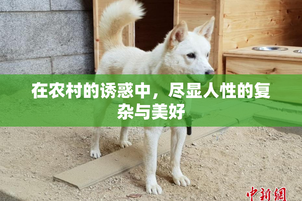 在农村的诱惑中，尽显人性的复杂与美好