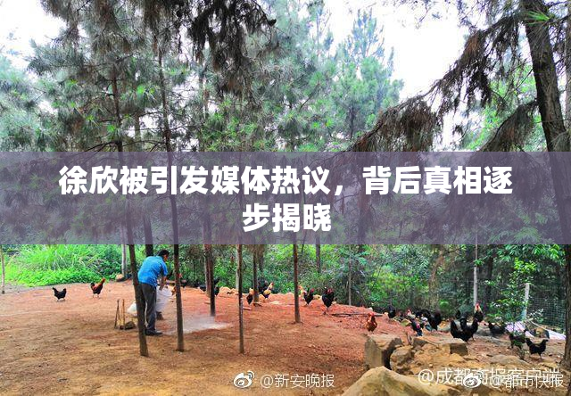 徐欣被引发媒体热议，背后真相逐步揭晓