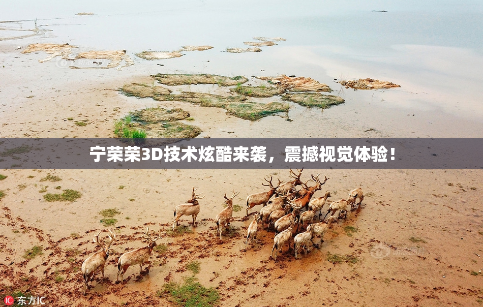 宁荣荣3D技术炫酷来袭，震撼视觉体验！