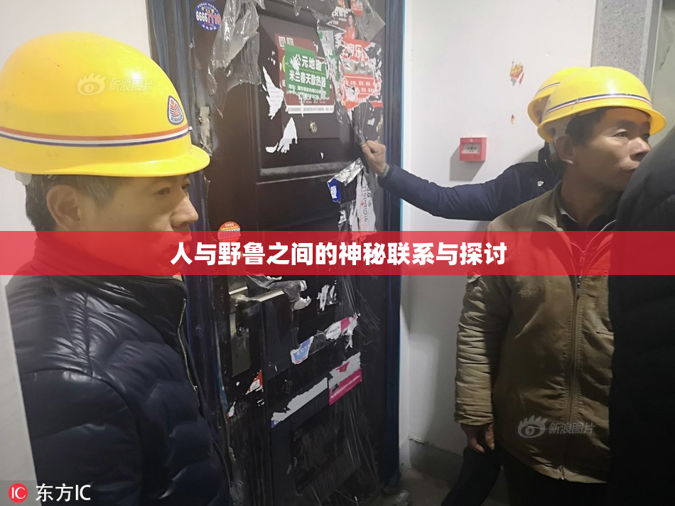 人与野鲁之间的神秘联系与探讨