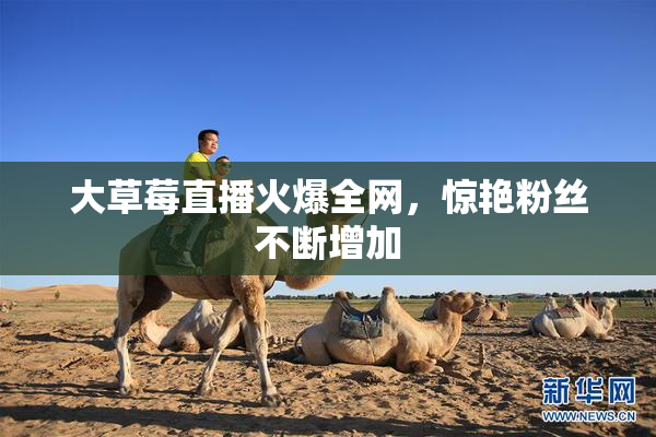 大草莓直播火爆全网，惊艳粉丝不断增加