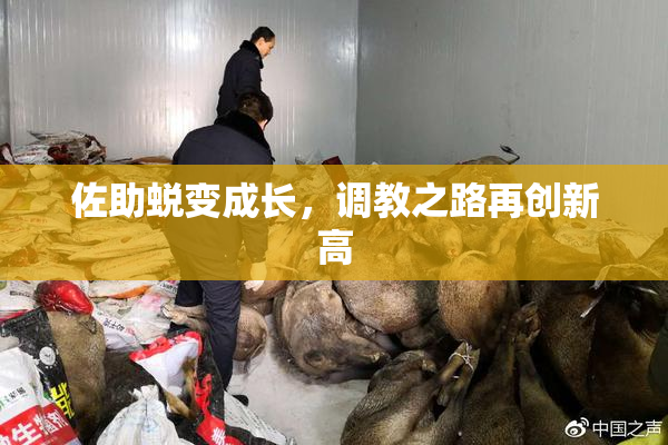 佐助蜕变成长，调教之路再创新高