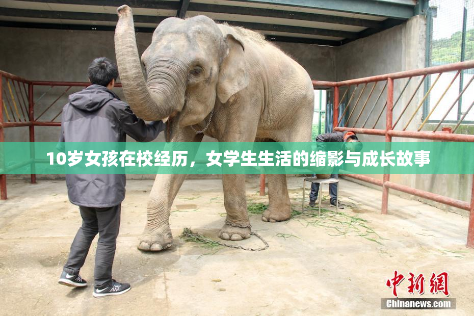 10岁女孩在校经历，女学生生活的缩影与成长故事