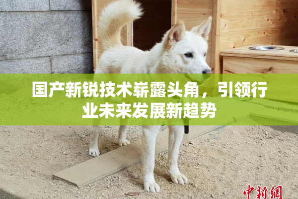 国产新锐技术崭露头角，引领行业未来发展新趋势