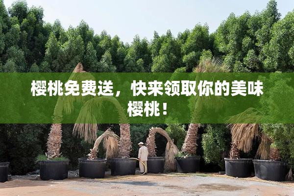 樱桃免费送，快来领取你的美味樱桃！