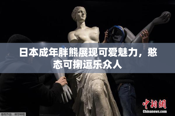 日本成年胖熊展现可爱魅力，憨态可掬逗乐众人