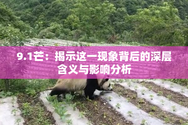 9.1芒：揭示这一现象背后的深层含义与影响分析