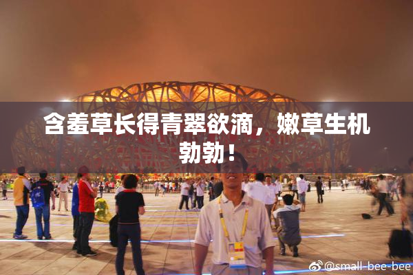 含羞草长得青翠欲滴，嫩草生机勃勃！