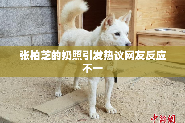张柏芝的奶照引发热议网友反应不一