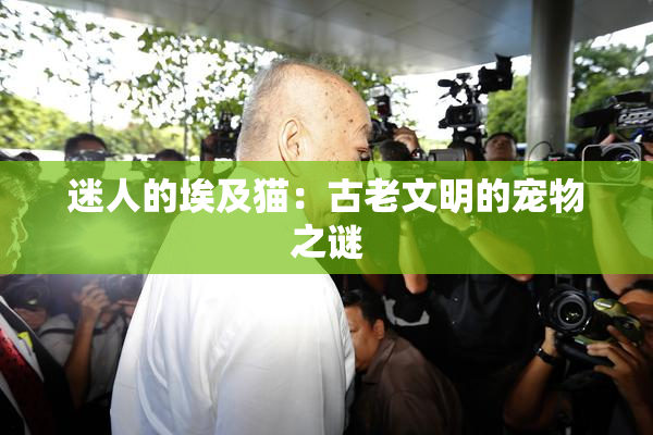 迷人的埃及猫：古老文明的宠物之谜