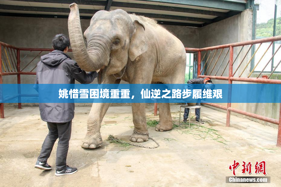 姚惜雪困境重重，仙逆之路步履维艰
