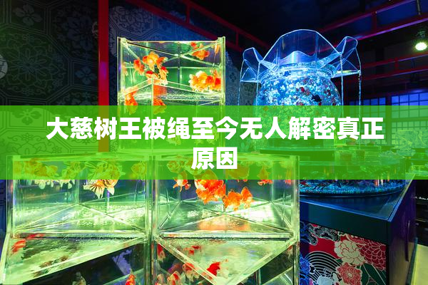 大慈树王被绳至今无人解密真正原因