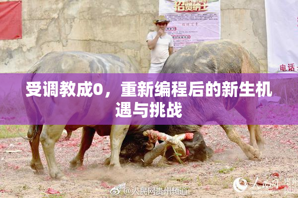 受调教成0，重新编程后的新生机遇与挑战