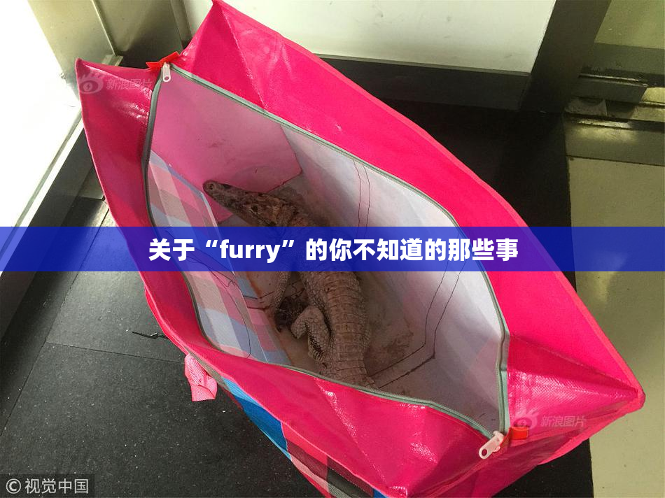 关于“furry”的你不知道的那些事