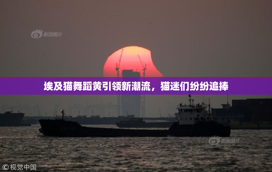 埃及猫舞蹈黄引领新潮流，猫迷们纷纷追捧