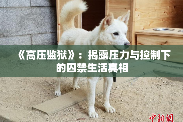 《高压监狱》：揭露压力与控制下的囚禁生活真相