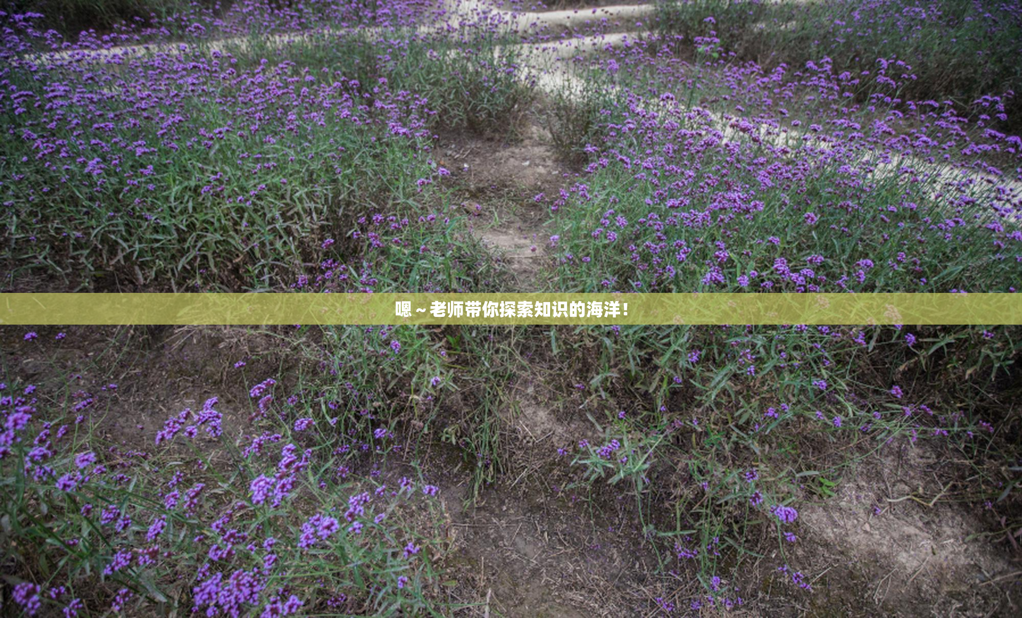 嗯～老师带你探索知识的海洋！