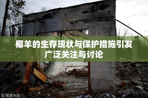 椰羊的生存现状与保护措施引发广泛关注与讨论