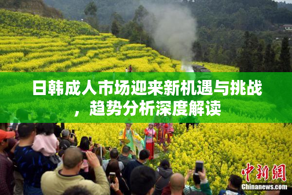 日韩成人市场迎来新机遇与挑战，趋势分析深度解读