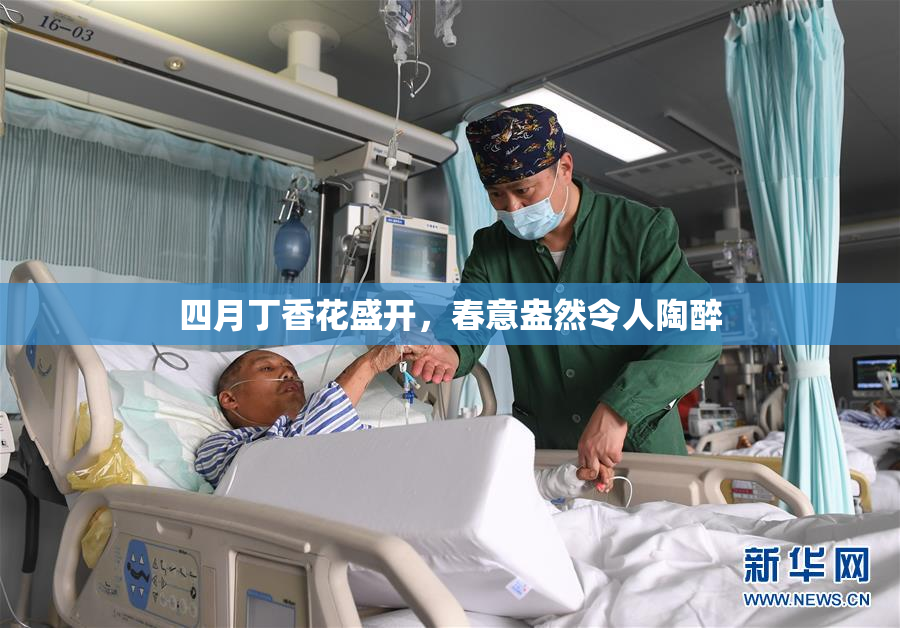 四月丁香花盛开，春意盎然令人陶醉