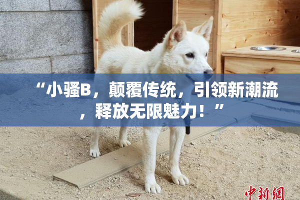“小骚B，颠覆传统，引领新潮流，释放无限魅力！”