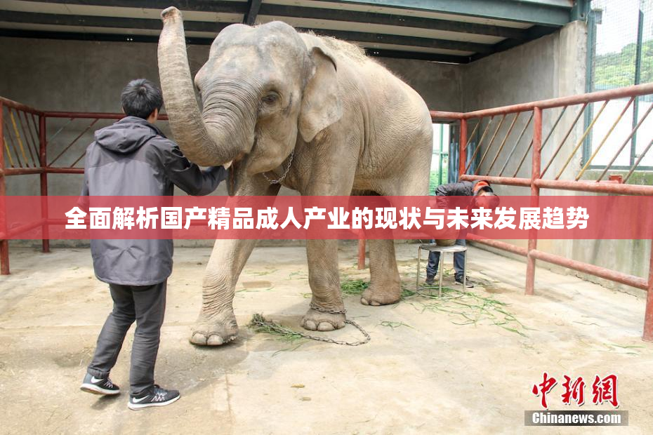 全面解析国产精品成人产业的现状与未来发展趋势