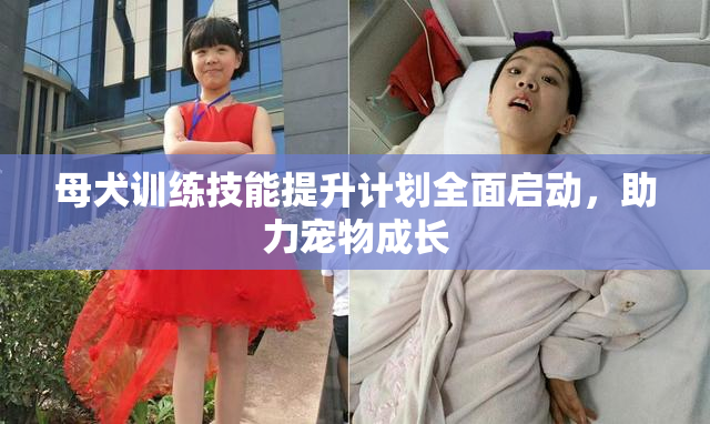 母犬训练技能提升计划全面启动，助力宠物成长