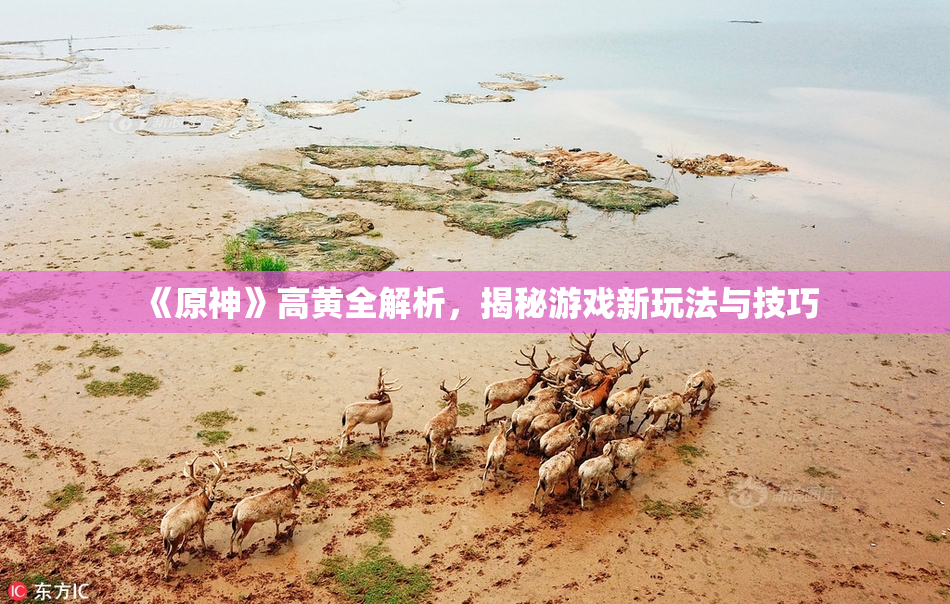 《原神》高黄全解析，揭秘游戏新玩法与技巧