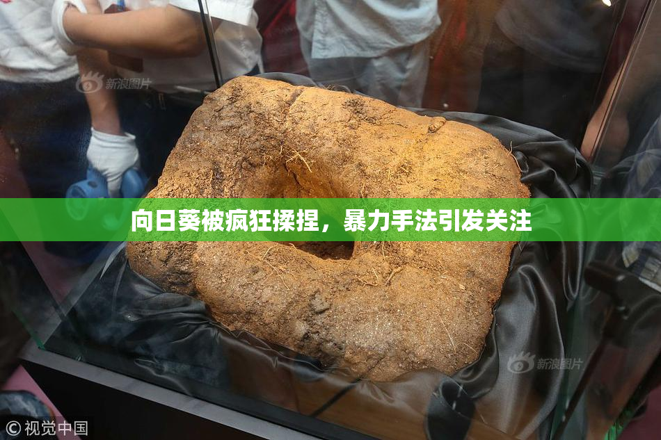 向日葵被疯狂揉捏，暴力手法引发关注