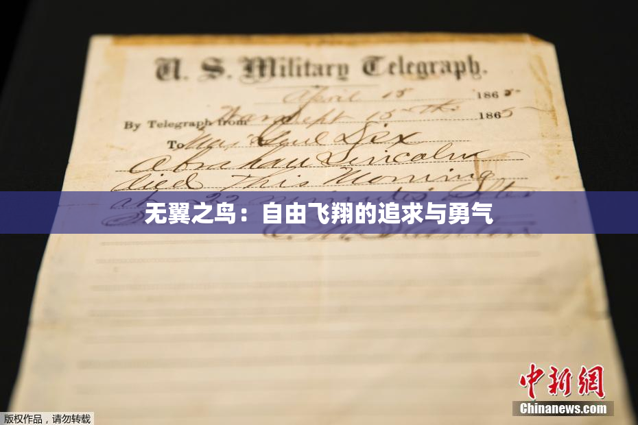 无翼之鸟：自由飞翔的追求与勇气