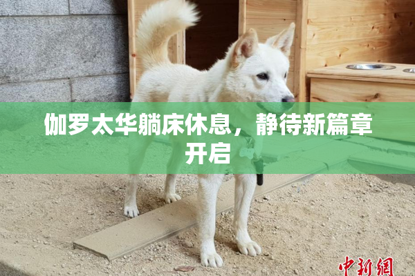伽罗太华躺床休息，静待新篇章开启