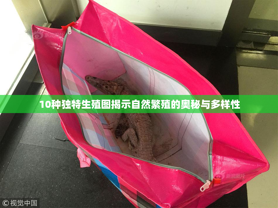 10种独特生殖图揭示自然繁殖的奥秘与多样性