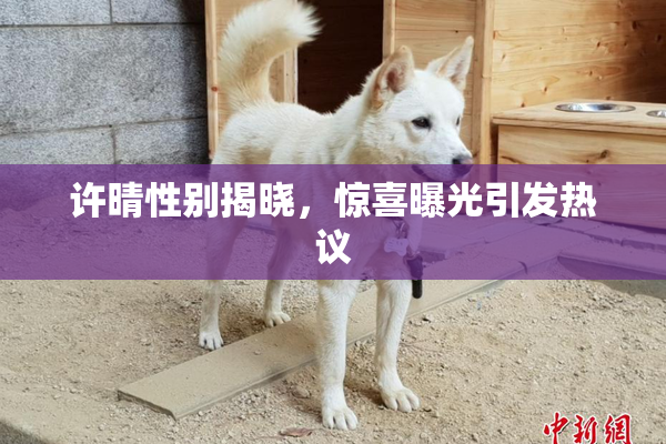 许晴性别揭晓，惊喜曝光引发热议