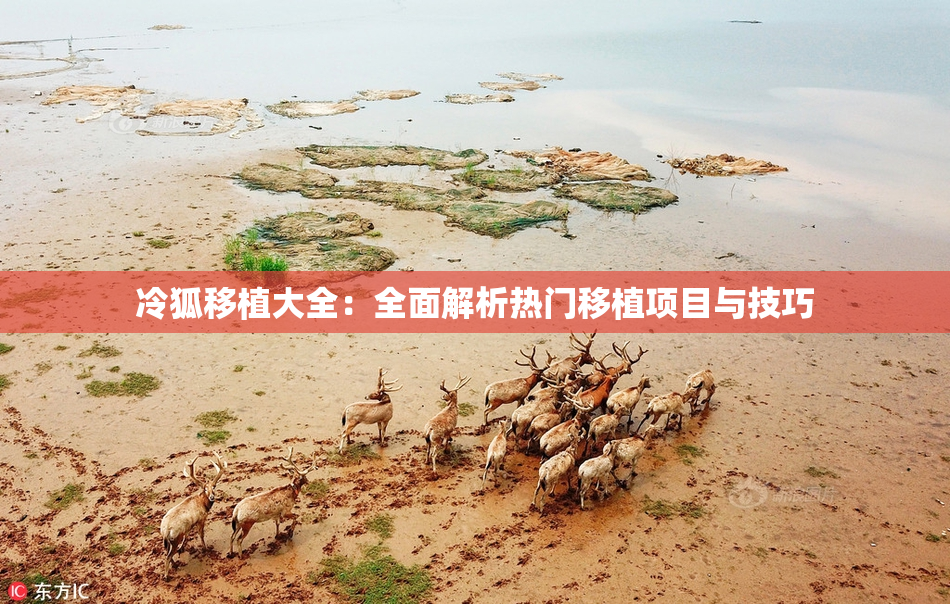 冷狐移植大全：全面解析热门移植项目与技巧