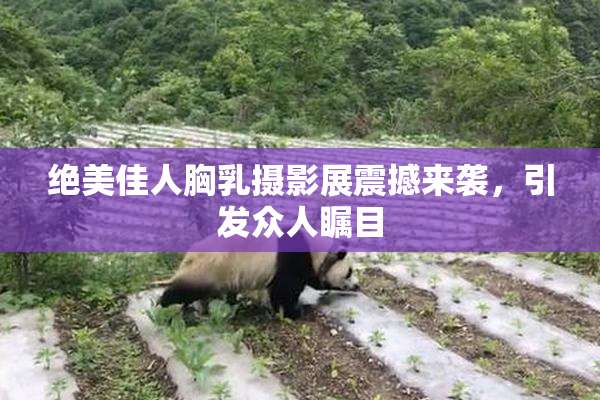 绝美佳人胸乳摄影展震撼来袭，引发众人瞩目