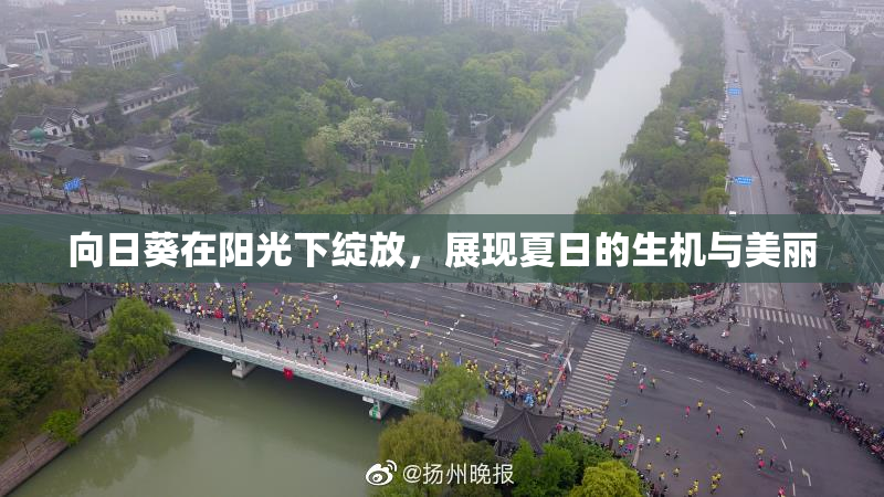 向日葵在阳光下绽放，展现夏日的生机与美丽