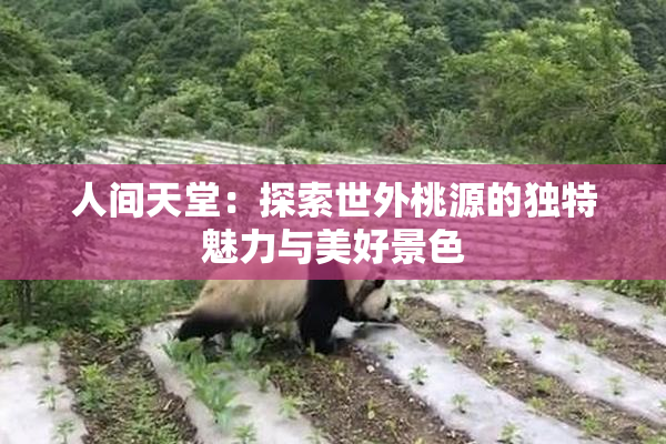 人间天堂：探索世外桃源的独特魅力与美好景色