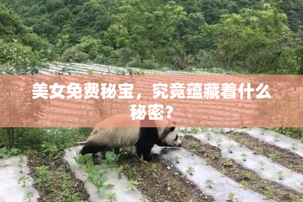 美女免费秘宝，究竟蕴藏着什么秘密？