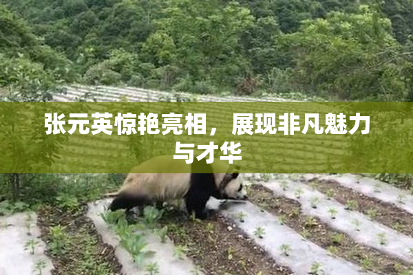 张元英惊艳亮相，展现非凡魅力与才华