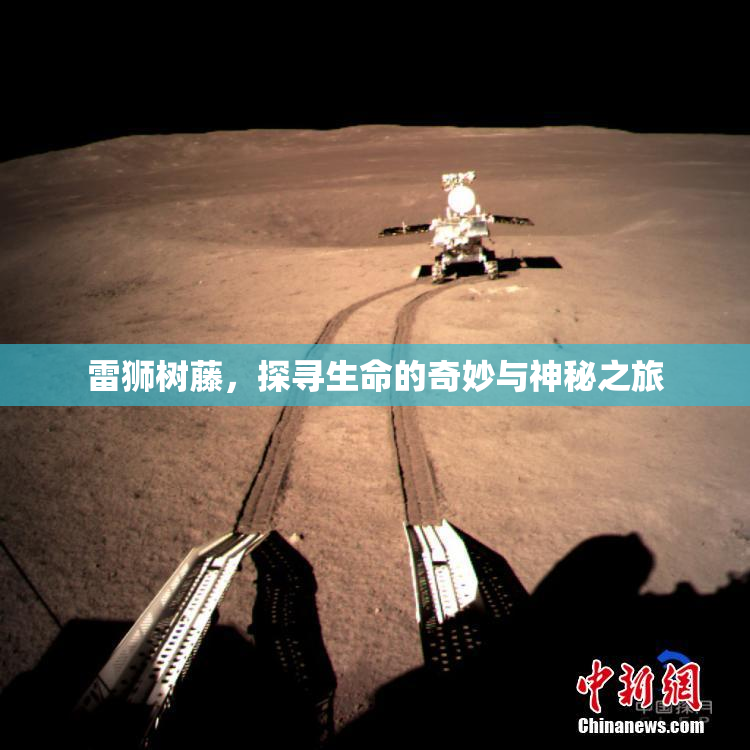 雷狮树藤，探寻生命的奇妙与神秘之旅