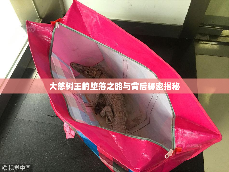 大慈树王的堕落之路与背后秘密揭秘