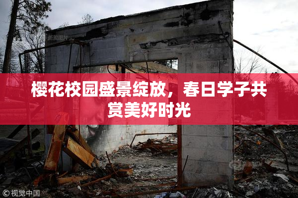 樱花校园盛景绽放，春日学子共赏美好时光