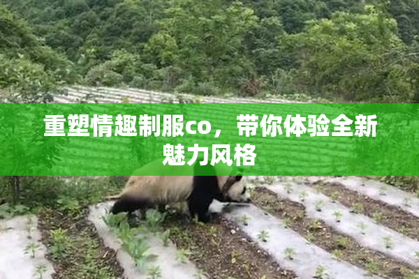 重塑情趣制服co，带你体验全新魅力风格