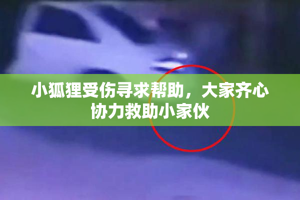 小狐狸受伤寻求帮助，大家齐心协力救助小家伙